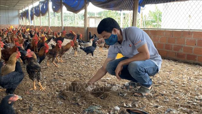 Kỹ thuật nuôi gà thả vườn Mô hình trang trại nuôi gà thả vườn hiệu quả