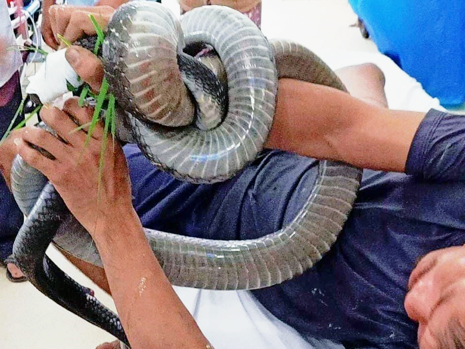 Rắn hổ mang chúa luôn là tên tuổi lớn trong giới rắn, với sự ngưỡng mộ của nhiều người. Hãy xem những bức ảnh tuyệt đẹp của loài rắn độc này, để được tận mắt kiểm chứng nguy hiểm một cách an toàn.