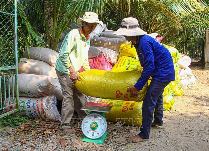 Lúa Được Giá, Nông Dân Có Lãi Từ 40 - 50 Triệu Đồng/Ha