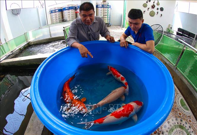 hiệu quả kinh tế từ mô hình nuôi cá koi giống  Cá giống Trường phát  TP  AQUA GROUP