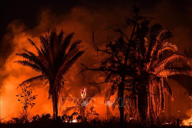 Hơn 5.300 vụ cháy xảy ra ở rừng Amazon trong tháng 7
