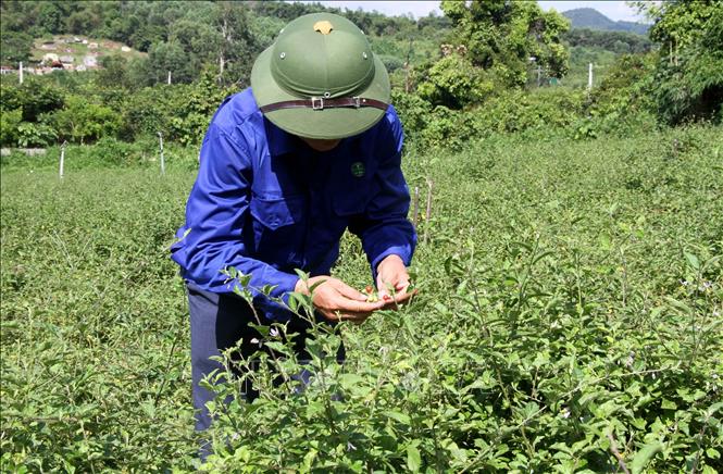Huyện Đà Bắc Triển vọng từ mô hình trồng cây dược liệu hữu cơ
