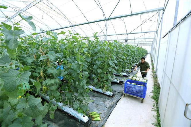 Bắc Giang mở rộng mô hình nông nghiệp ứng dụng công nghệ cao