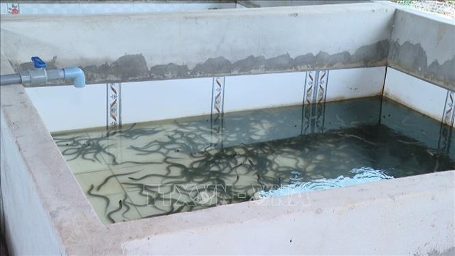 Thu nhập cao từ mô hình nuôi lươn trong bể không bùn