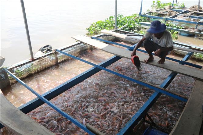 Ninh Thuận nhân rộng các mô hình nuôi biển có hiệu quả kinh tế cao  Kinh  doanh  Vietnam VietnamPlus