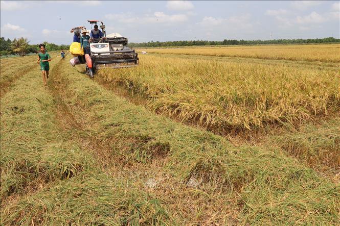 Thu hoạch lúa Đông Xuân tại huyện Thanh Bình (Đồng Tháp). 