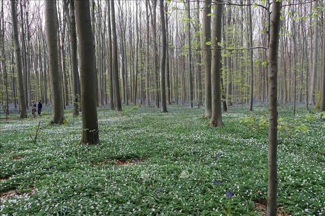 Các khu rừng châu Âu đang trở thành 'nhà máy thải CO2' Chú thích ảnh