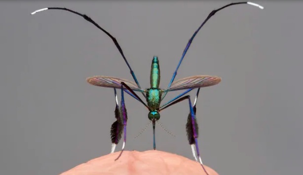 Những thông tin về loài muỗi vằn muỗi Adedes bạn cần biết  Cty Anh Thư