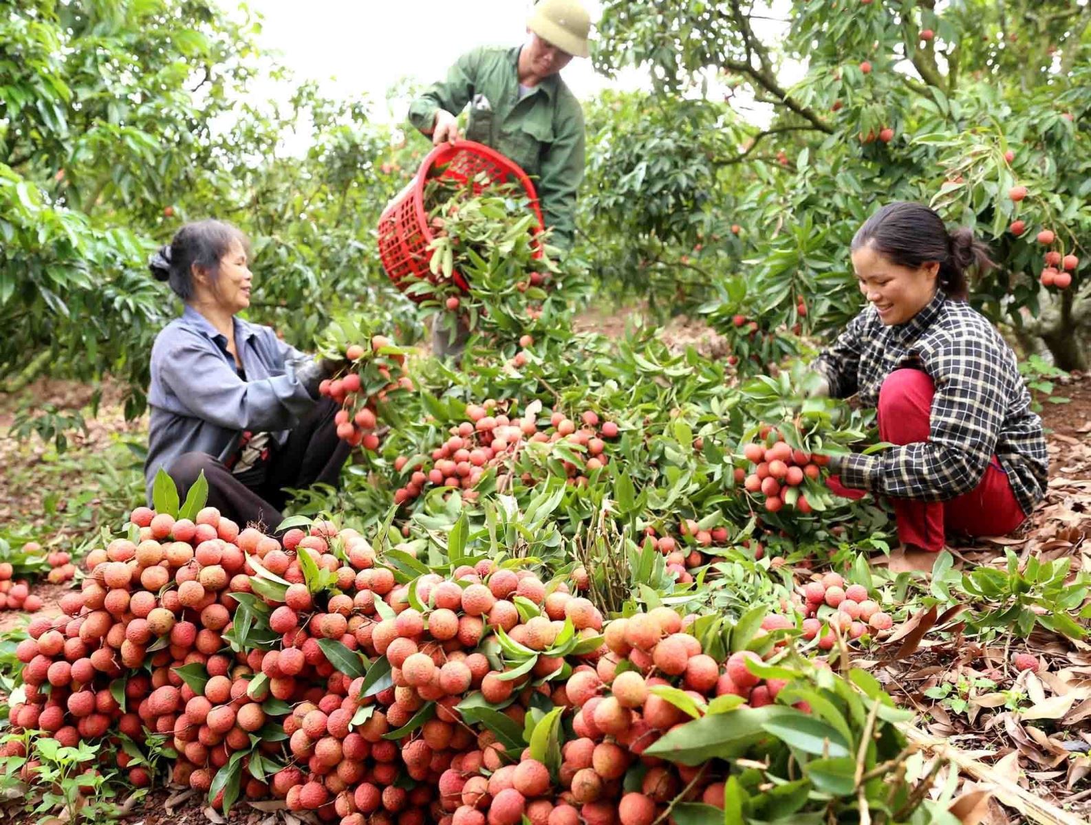 Ba tuần nữa bắt đầu thu hoạch vải: Chuẩn bị xuất Nhật và Trung ...