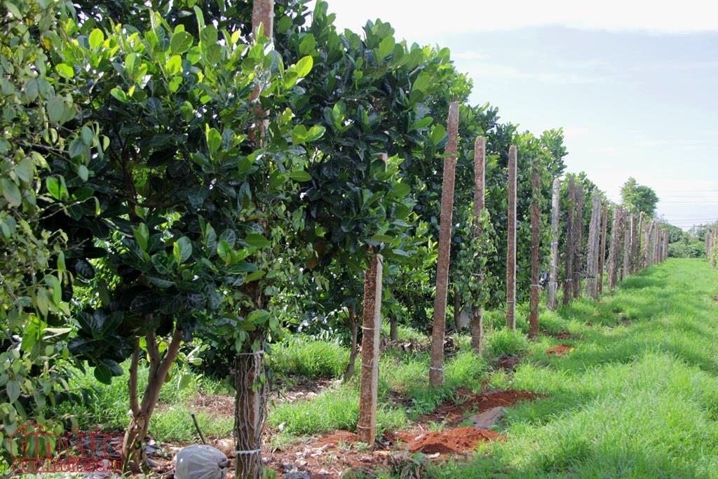 ĐBSCL Nông dân lập vườn cây ăn trái chuyên canh