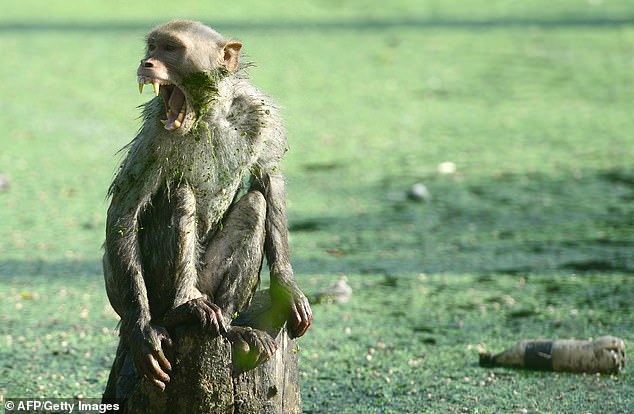 Khỉ cướp là một loài động vật có khả năng tưởng tượng và thông minh đáng kinh ngạc. Họ có tài năng trộm cắp và dụ dỗ các con mồi với cách thức tinh vi. Nếu bạn muốn tìm hiểu thêm về khỉ cướp và thói quen sống của chúng, hãy xem hình ảnh liên quan đến từ khóa này.