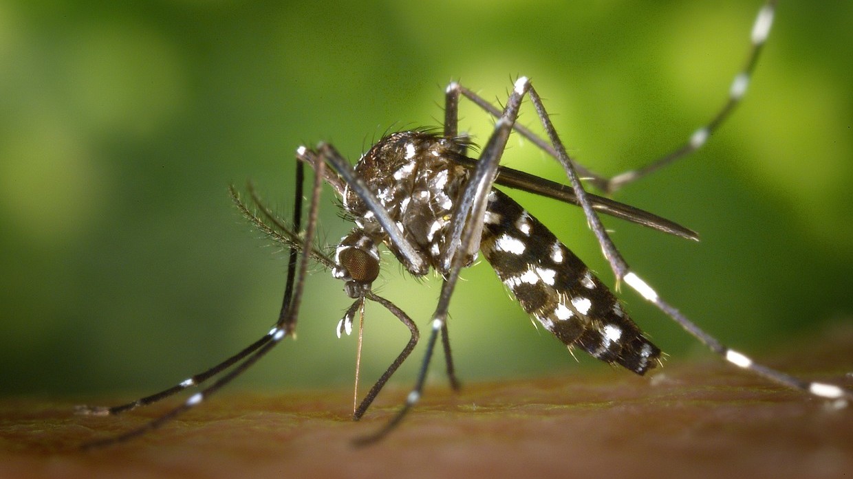 Kế hoạch thả muỗi biến đổi gien chống Zika phản tác dụng tại ...