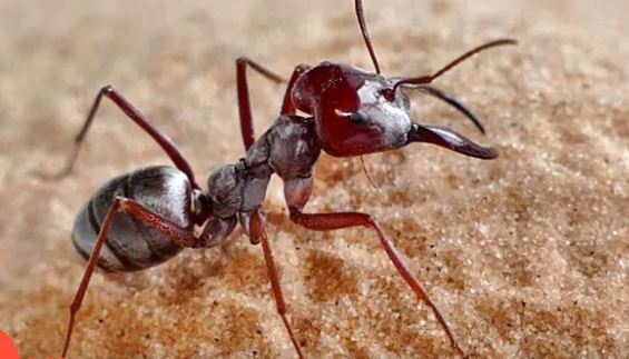 Kỳ lạ loài kiến nhanh nhẹn nhất thế giới, mỗi giây chạy được 1 mét ...