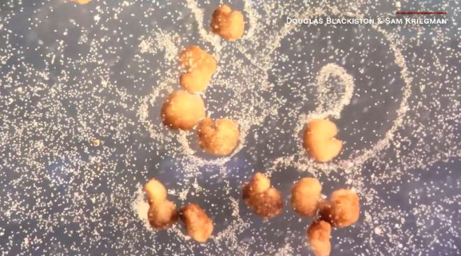 Robot sống đầu tiên của thế giới đã có thể tự tái tạo  | baotintuc.vn