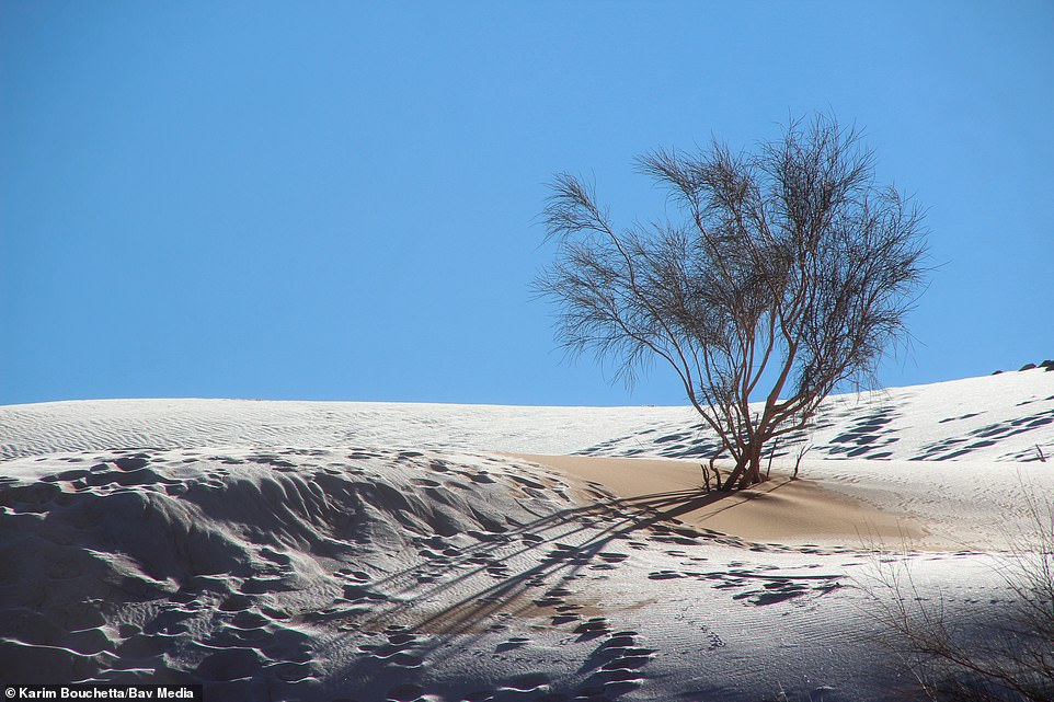 Hình nền Nền Mặt Trời Mọc Của Sa Mạc Sa Mạc Sahara Nền Hình ảnh Sa Mạc  Namib Background Vector để tải xuống miễn phí  Pngtree