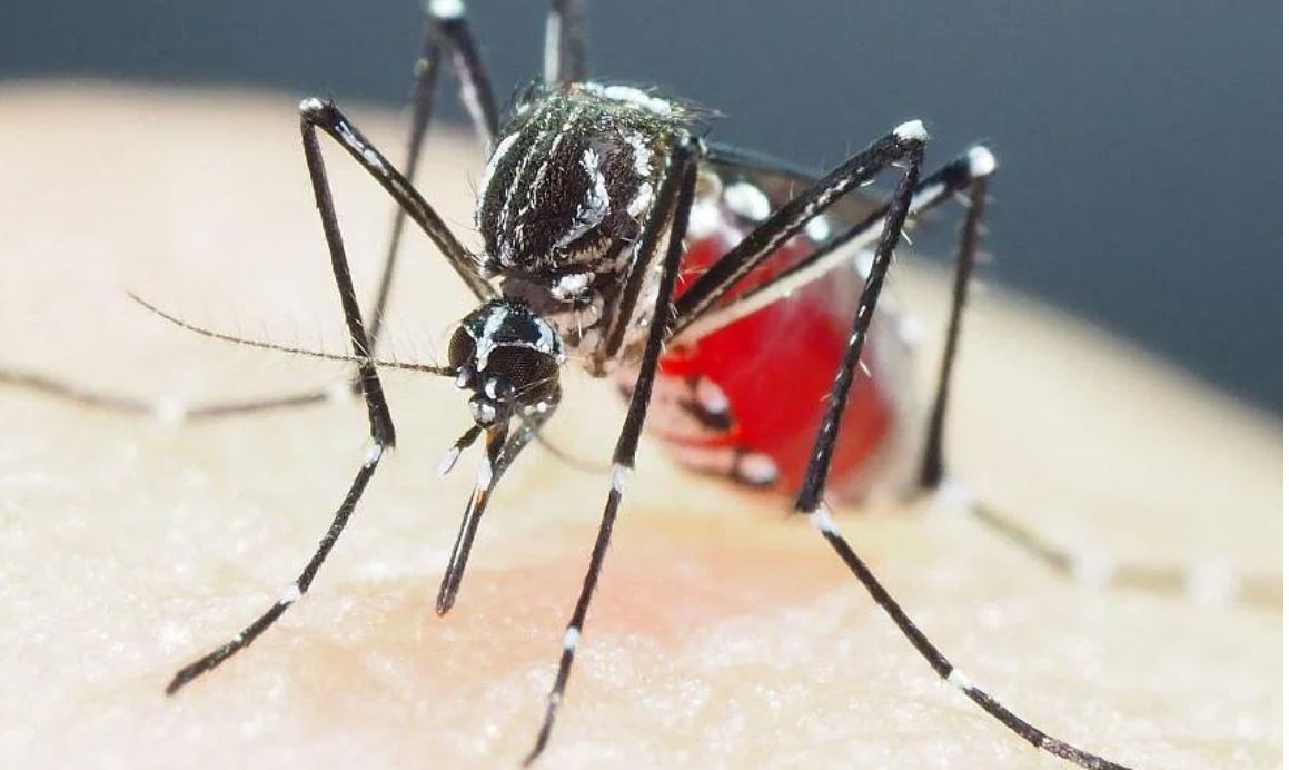 Báo động nguy cơ từ muỗi siêu kháng thuốc ở châu Á | baotintuc.vn