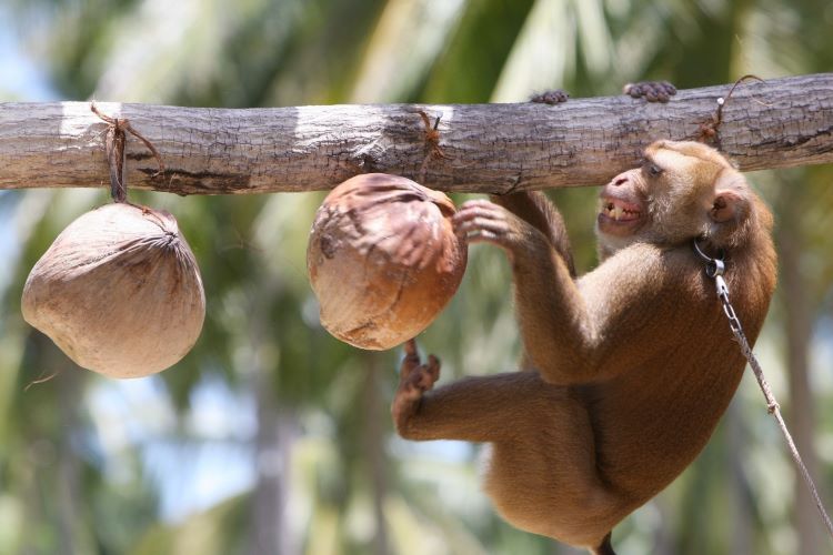 Khỉ Thái Lan bị bóc lột: Cùng tìm hiểu về cảnh báo của một số loài khỉ ở Thái Lan bị bóc lột để lấy lông! Trong quá trình này, chúng đã phải chịu đựng những đau đớn và mất mát khôn lường. Hãy tham gia để học hỏi thêm về những vấn đề bảo vệ động vật.