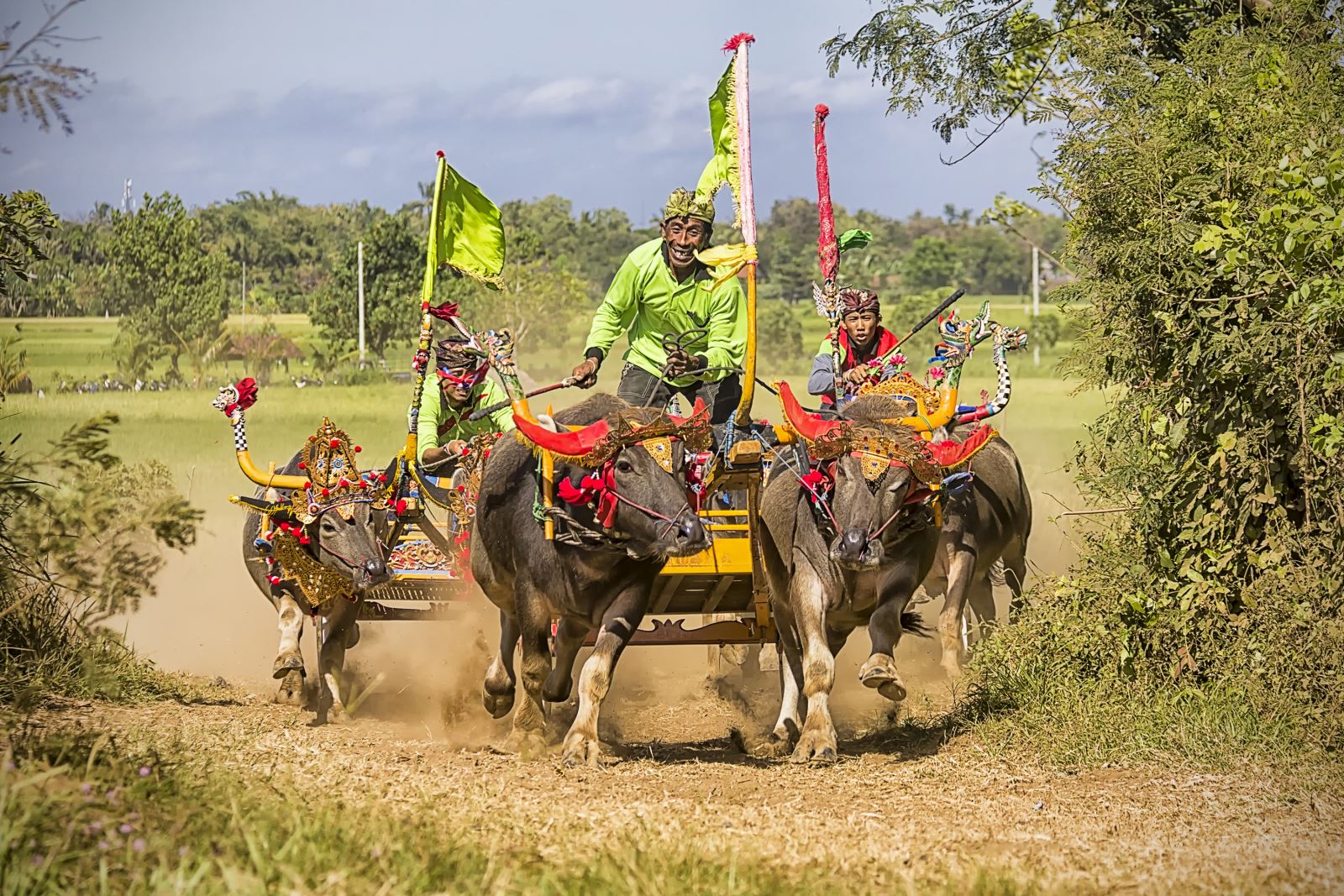 Lễ hội đua trâu trong văn hóa các quốc gia Đông Nam Á | baotintuc.vn