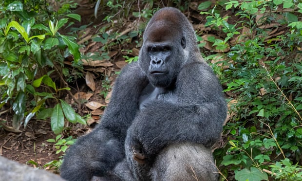 Hình ảnh về khỉ đột sống tại sở thú và ảnh hưởng của virus SARS-CoV-2 sẽ khiến bạn hiểu hơn về sự kết nối và tương tác giữa con người và động vật. Hãy đến xem những bức hình đầy cảm xúc này!