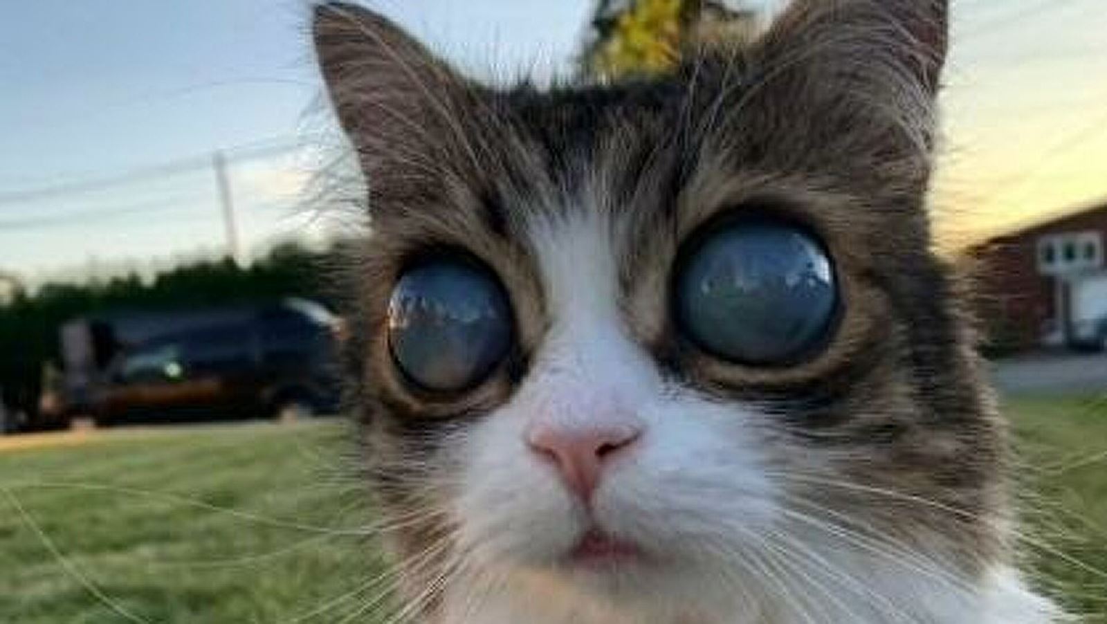 Chú Mèo Mù Có 'Đôi Mắt Vũ Trụ' Nổi Tiếng Trên Mạng Xã Hội | Baotintuc.Vn