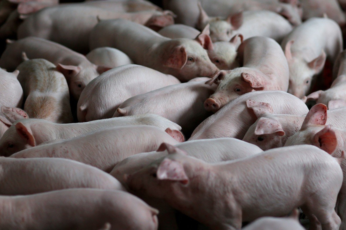Trung Quốc tạo ra giống lợn biến đổi gien có khả năng miễn dịch với virus giống