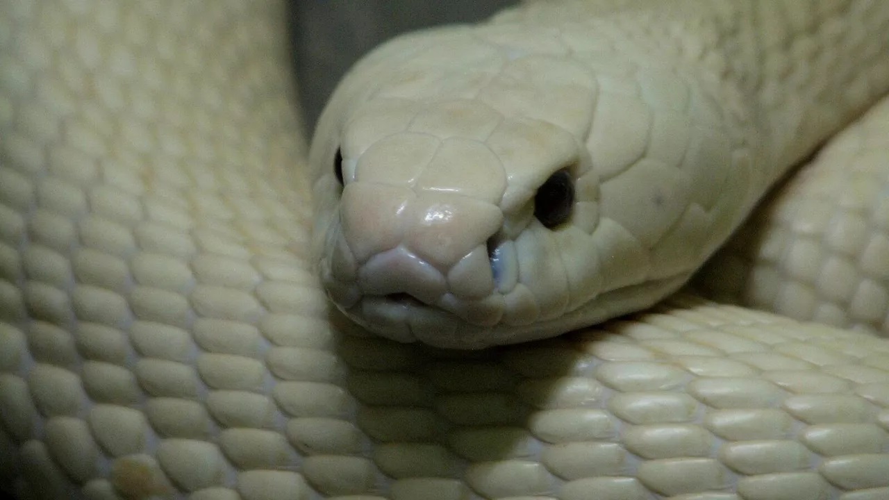 Tổng hợp 60 hình xăm con rắn đẹp nhất ý nghĩa hình xăm con rắn