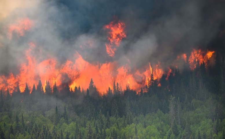 Nạn cháy rừng hoành hành Liên hợp quốc ra báo động đỏ  Báo Công an Nhân  dân điện tử