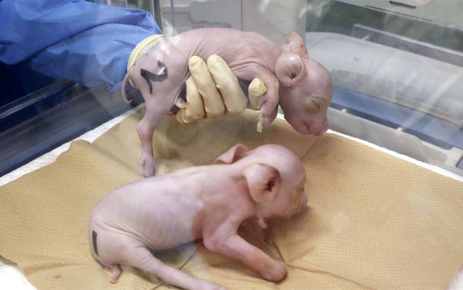 日本の企業が人間の移植に適した臓器を備えた豚を造る