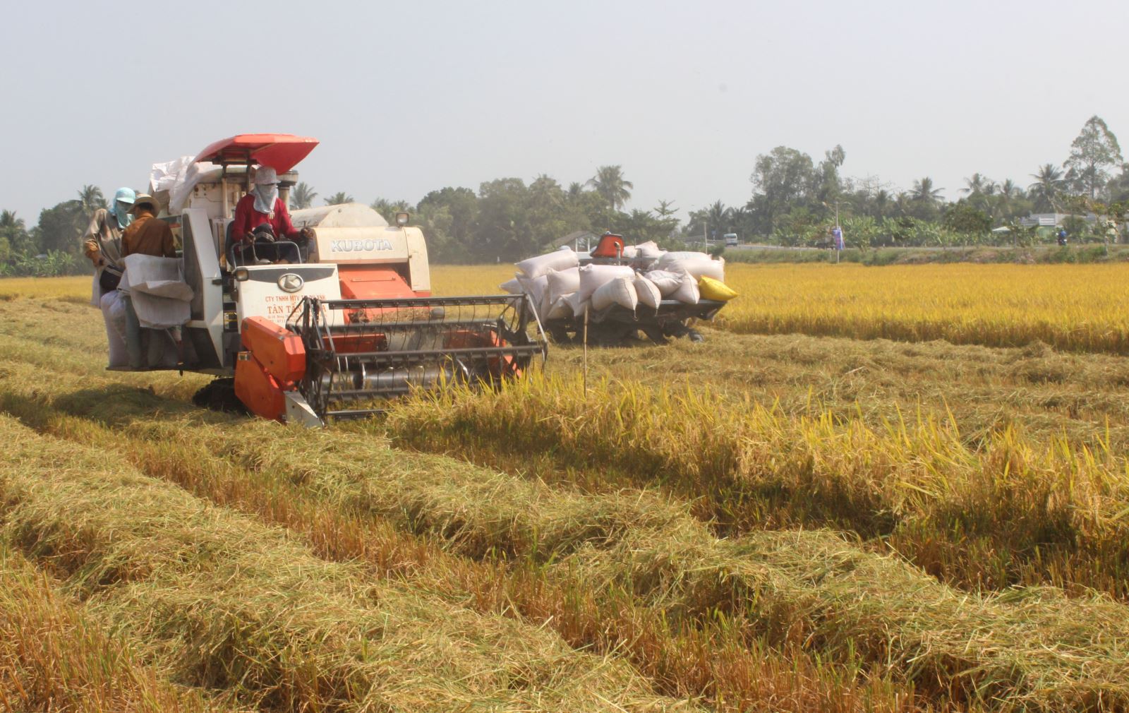 Long An phát triển vùng trồng lúa chất lượng cao | baotintuc.vn