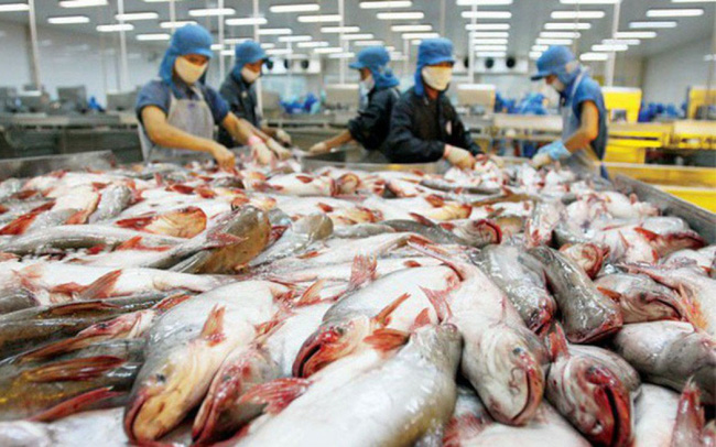 Xuất khẩu cá tra có thêm nhiều tín hiệu tích cực | baotintuc.vn
