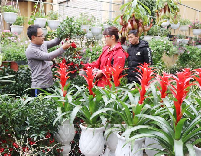 Cây tiểu cảnh hút khách tại các Hội chợ hoa Xuân | baotintuc.vn