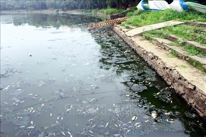 Kiểm tra, xử lý tὶnh trạng cá chết tại hồ điều hὸa Cȏng viên trung tȃm TP Vinh