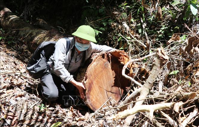 Bắt thêm 2 đối tượng phá rừng tại Sơn Hòa, Phú Yên