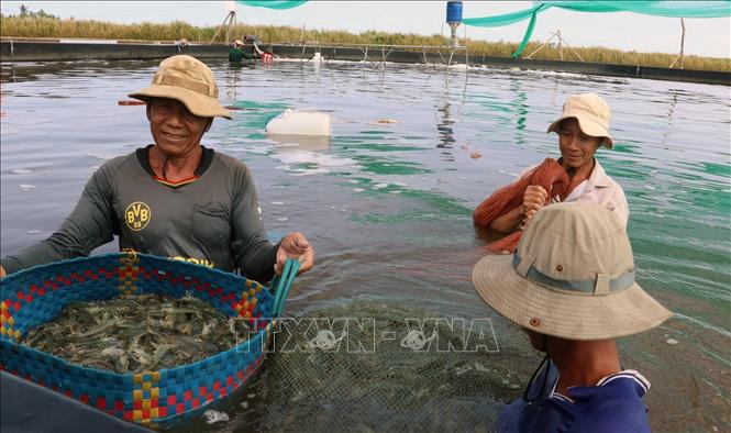 Phát triển bền vững nhãn hiệu tập thể vùng Đồng bằng sông Cửu Long