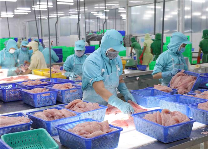 Chế biến cá tra xuất khẩu tại nhà máy của Tập đoàn Sao Mai, tỉnh An Giang. Ảnh tư liệu: Vũ Sinh/TTXVN
