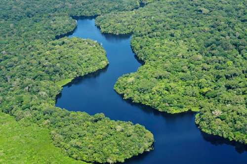 Rừng Amazon bị tàn phá hơn 10000 loài động thực vật có nguy cơ tuyệt chủng