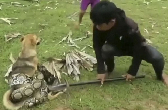 Ba đứa trẻ dũng cảm 'chiến đấu' với trăn lớn để cứu chó cưng