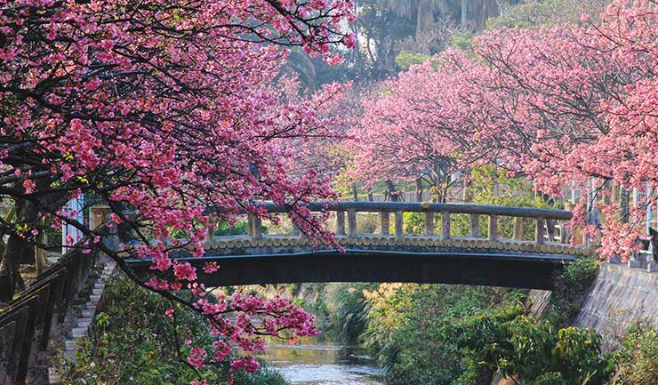 Hoa anh đào Nhật Bản là biểu tượng cho vẻ đẹp và thanh khiết của tình yêu và mùa xuân. Những hình nền này sẽ đưa bạn quay về thời kỳ tuổi trẻ, khi bạn còn mơ mộng và tràn đầy năng lượng, đồng thời mang lại cảm giác thư thái và thanh tịnh.