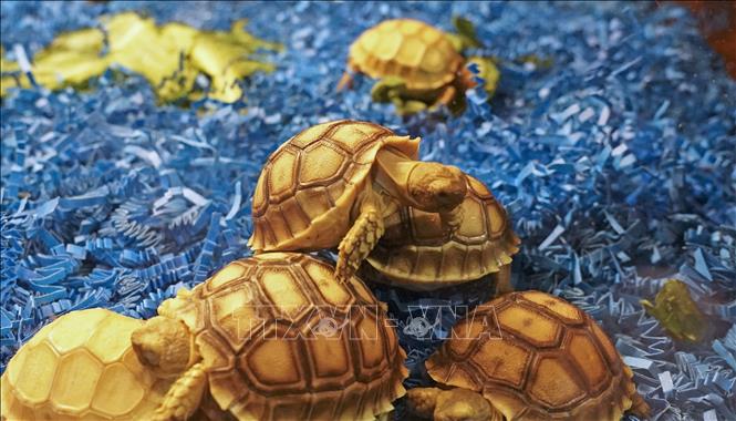 Chỉ số bảo tồn mới hé lộ tương lai u ám của loài bò sát Chú thích ảnh