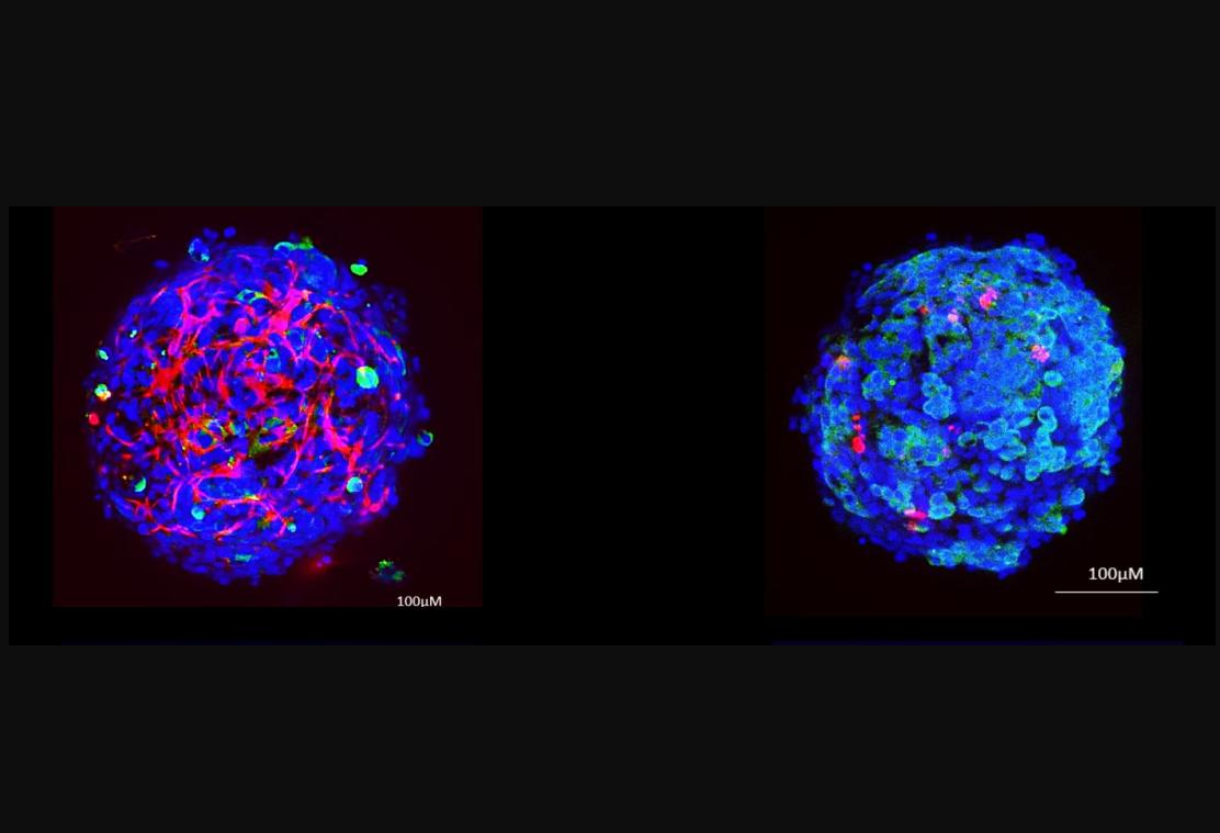 ‘Gan tí hon’ 3D phục vụ kiểm nghiệm độc tính thực phẩm