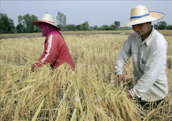 Thị trường nông sản: Giá gạo trắng 5% tấm của Thái Lan cao nhất trong 2 tháng