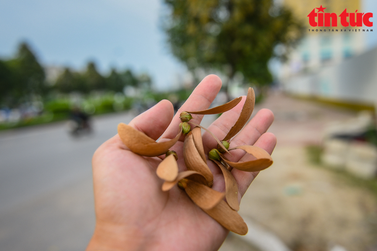 Hoa sao đen: Một thoáng Sài Gòn giữa lòng Hà Nội