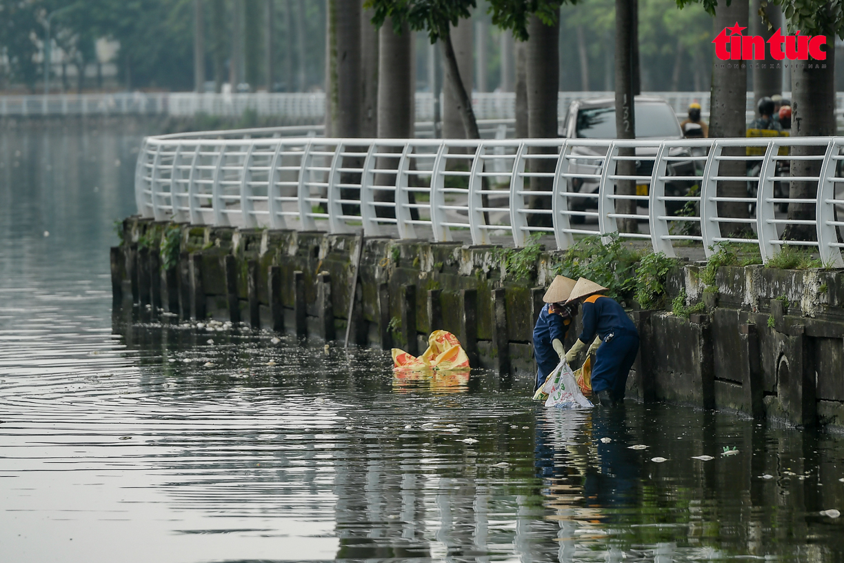 Việc thu gom xác cá vẫn đang được các công nhân vệ sinh môi trường tích cực thực hiện.