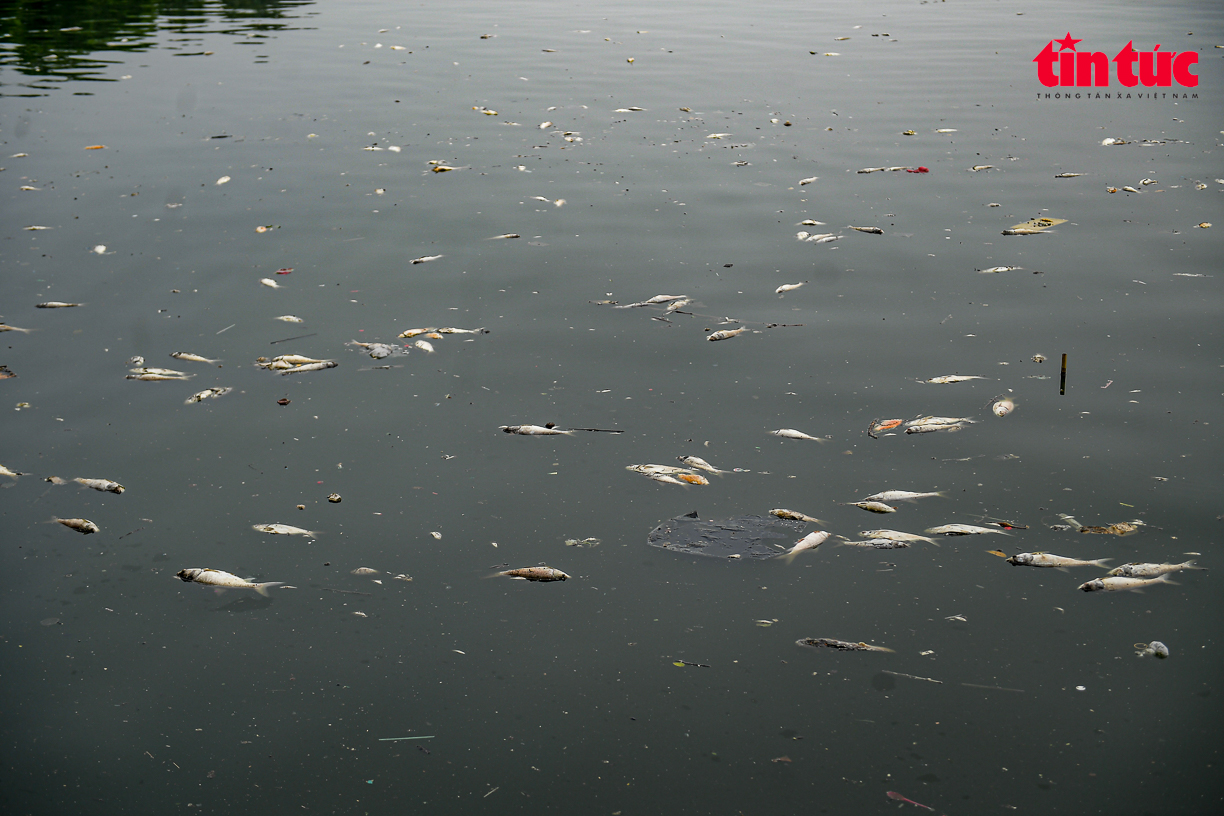 Đại diện UBND quận Tây Hồ cho biết, sẽ hợp tác và đôn đốc Công ty TNHH MTV Thoát nước Hà Nội, tăng cường thu vớt cá chết từ xa trước khi trôi vào bờ, nhằm giảm thiểu ô nhiễm môi trường nước hồ và đảm bảo cảnh quan.