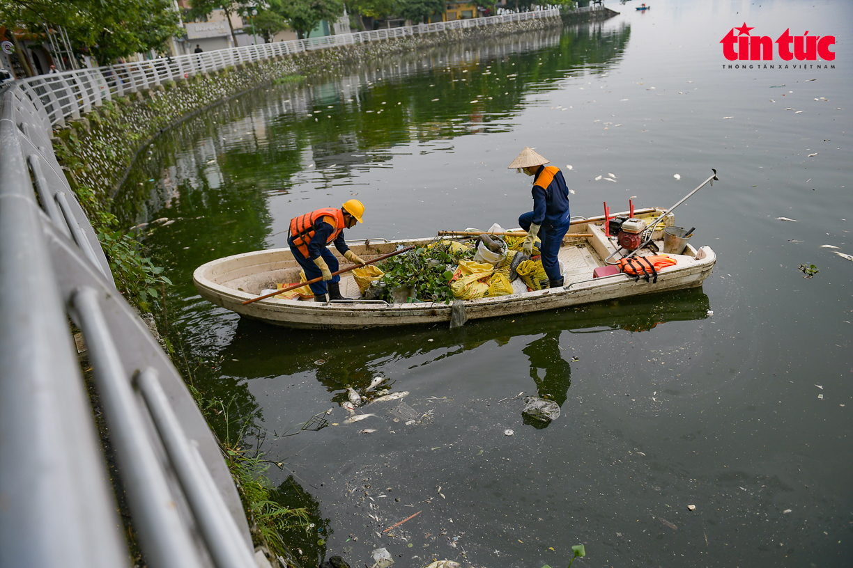 Công nhân Công ty TNHH MTV Thoát nước Hà Nội đang  thu gom, vận chuyển cá chết về bãi xử lý theo quy định; cá chết chủ yếu là cá trôi, cá mè …