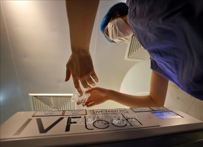 Nghiên cứu 'trẻ hóa' trứng ở phụ nữ hứa hẹn nâng tỷ lệ thành công IVF