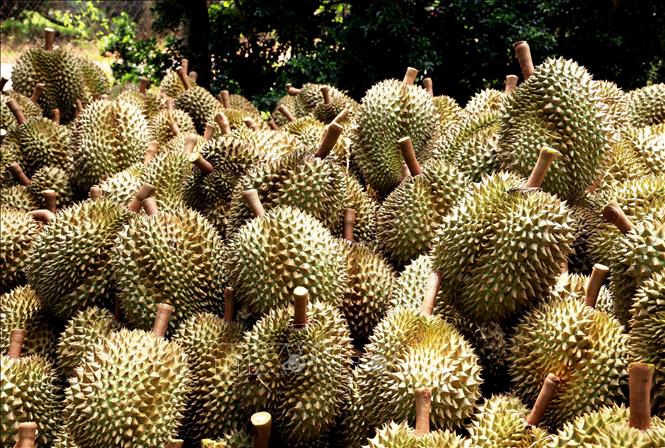 Sau Rae Xuất khẩu trên 225 tấn sầu riêng qua cửa khẩu Lào Cai | baotintuc.vn