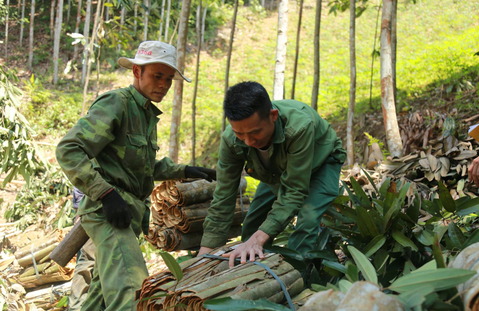 Chú thích ảnh