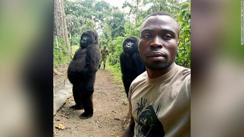 Hãy tìm hiểu về khỉ đột Gorilla - một trong những loài động vật thông minh và hiền lành nhất trên thế giới. Xem ảnh của chúng, bạn sẽ được đắm mình trong sự dịu dàng và tôn trọng của con người dành cho những sinh vật này.