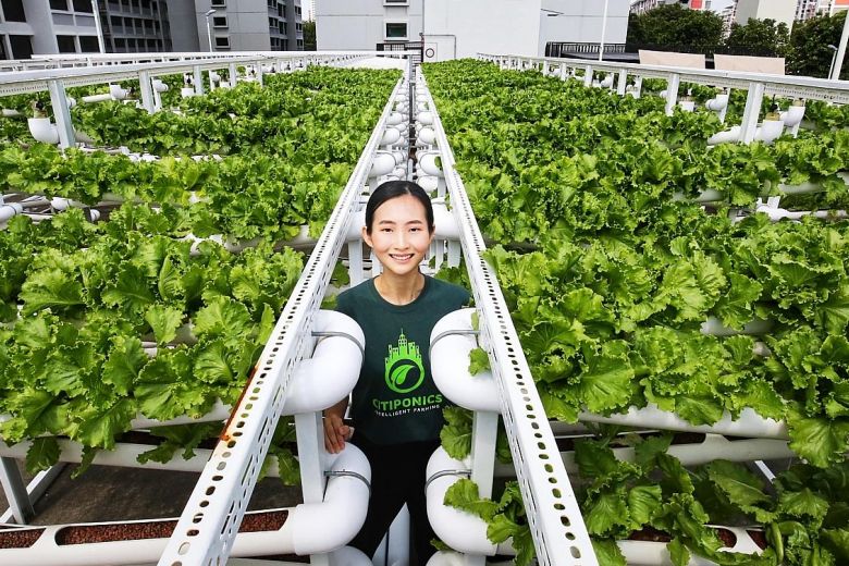 Singapore trồng rau, phủ xanh sân thượng nhà để xe | baotintuc.vn